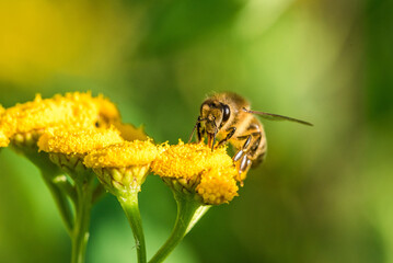 Biene im Profil Super Close Up Makro Portrait Honigbiene beim Pollen sammeln Blüten Nektar Sommer Sonne Bokeh Blumen - 439064943