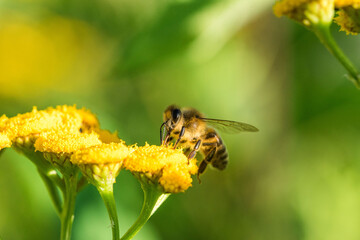 Biene sammelt Blütenpollen Blumen Nektar Sommer Sonne Insekten fleißiges Bienchen Honigbiene bei der Arbeit Super Close Up Makro Bokeh dekorativ Leinwandmotiv Natur - 439064957