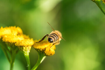 Biene im Profil Super Close Up Makro Portrait Honigbiene beim Pollen sammeln Blüten Nektar Sommer Sonne Bokeh Blumen - 439064991