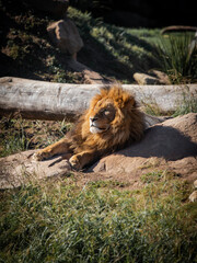 A lion sitting on the ground under the sun.