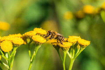 Biene im Profil Super Close Up Makro Portrait Honigbiene beim Pollen sammeln Blüten Nektar Sommer Sonne Bokeh Blumen - 439065101