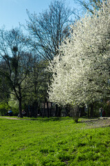 Obraz premium public city park springtime sunny day blooming tree