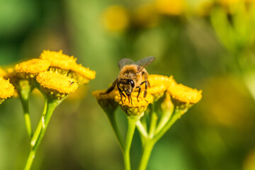 Biene sammelt Blütenpollen Blumen Nektar Sommer Sonne Insekten fleißiges Bienchen Honigbiene bei der Arbeit Super Close Up Makro Bokeh - 439065120