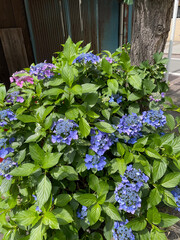 美しく咲いたアジサイの花