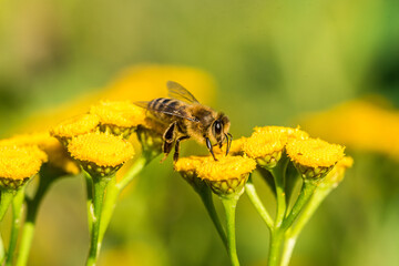 Biene sammelt Blütenpollen Blumen Nektar Sommer Sonne Insekten fleißiges Bienchen Honigbiene bei der Arbeit Super Close Up Makro Bokeh - 439065153