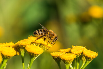 Biene sammelt Blütenpollen Blumen Nektar Sommer Sonne Insekten fleißiges Bienchen Honigbiene bei der Arbeit Super Close Up Makro Bokeh - 439065184