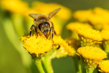 Biene im Profil Super Close Up Makro Portrait Honigbiene beim Pollen sammeln Blüten Nektar Sommer Sonne Bokeh Blumen - 439065331