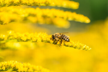 Biene sammelt Pollen Nektar Blüten Blumen im Sommer  Honigbiene Artenschutz Rettet die Bienen Super Close Up Makro Portrait - 439065507