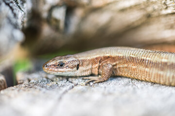 Zauneidechse Waldeidechse Mauereidechse Eidechse Echse Deutschland selten Makro Close Up