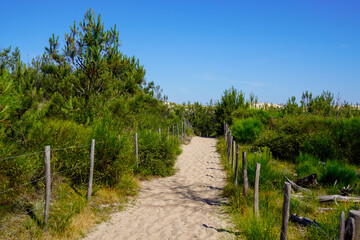 Fototapeta na wymiar pathway dunes access of sand beach in lacanau ocean atlantic coast in France