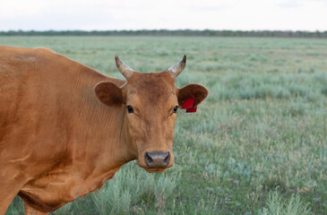 Close Up Portrait Of Black Cow In Meadow Or Field With Green Grass In Mouth. Cow Chewing Grass