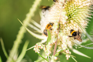 Hummel auf lila Blüte flower bumblebee Nektar Pollen Blumen Sommer fleißig
