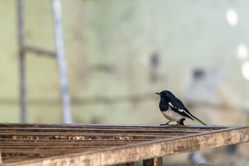 oriental magpie robin