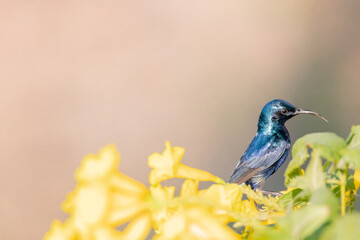 sunbird on flower