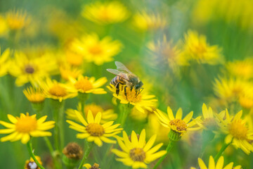 Biene Honigbiene Sommer Sonne Blumen Wiese Super Close Up Makro fleißiges Bienchen - 439066160