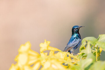 black sunbird