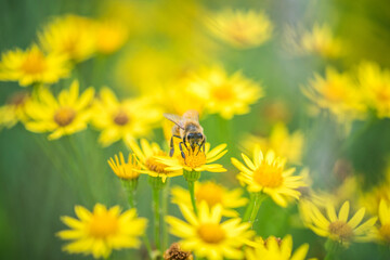 Biene Honigbiene Sommer Sonne Blumen Wiese Super Close Up Makro fleißiges Bienchen - 439066178