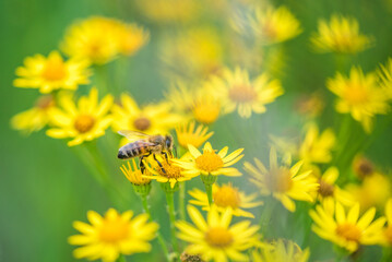 Biene Honigbiene Sommer Sonne Blumen Wiese Super Close Up Makro fleißiges Bienchen - 439066196