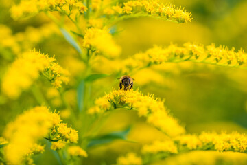 Biene Honigbiene Sommer Sonne Blumen Wiese Super Close Up Makro fleißiges Bienchen - 439066311