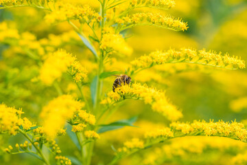 Biene Honigbiene Sommer Sonne Blumen Wiese Super Close Up Makro fleißiges Bienchen - 439066337
