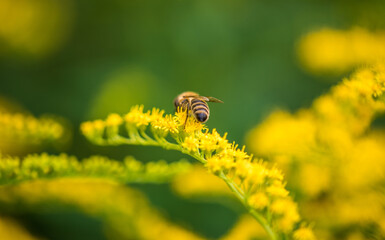 Biene Honigbiene Sommer Sonne Blumen Wiese Super Close Up Makro fleißiges Bienchen - 439066364