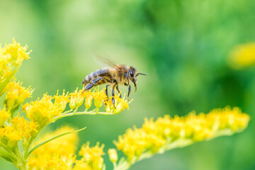 Biene Honigbiene Sommer Sonne Blumen Wiese Super Close Up Makro fleißiges Bienchen - 439066504