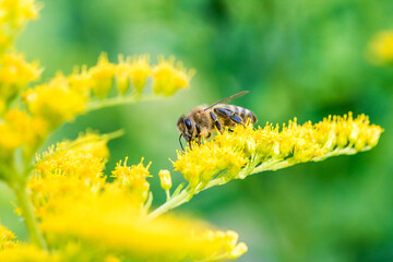 Biene Honigbiene Sommer Sonne Blumen Wiese Super Close Up Makro fleißiges Bienchen - 439066538