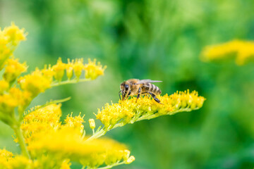 Biene Honigbiene Sommer Sonne Blumen Wiese Super Close Up Makro fleißiges Bienchen - 439066553