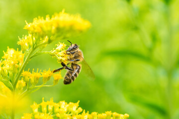 Biene Honigbiene Sommer Sonne Blumen Wiese Super Close Up Makro fleißiges Bienchen - 439066570