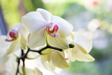 Fototapeta na wymiar violet yellow orhidea flowers pucture