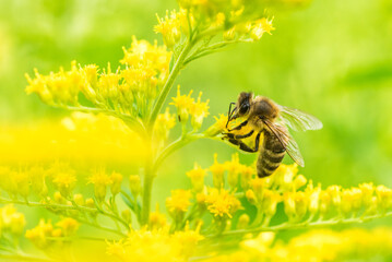 Biene Honigbiene Sommer Sonne Blumen Wiese Super Close Up Makro fleißiges Bienchen - 439066587