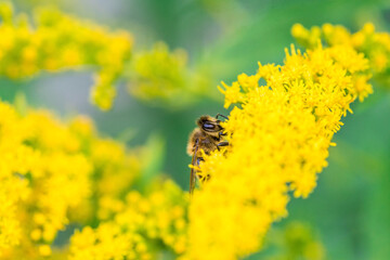 Biene Honigbiene Sommer Sonne Blumen Wiese Super Close Up Makro fleißiges Bienchen - 439066720
