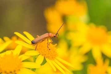 Käfer auf Blume Sommer Sonne Gelb Wiese Blühen - 439066914