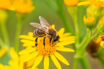 Biene auf Blume Honigbiene flottes Bienchen fleißig Pollen sammeln Nektar Super Close Up Makro - 439066928