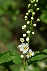 A beautiful branch of a blooming cherry tree close-up