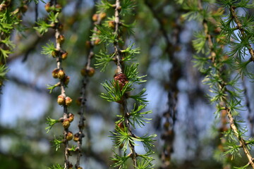 Beautiful branches of flowering larch close-up