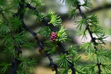 Beautiful branches of flowering larch close-up
