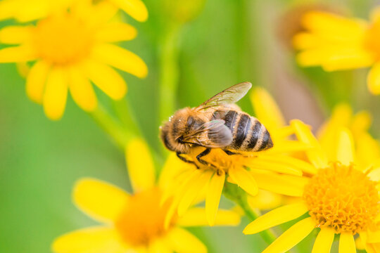 Biene auf Blume Honigbiene flottes Bienchen flei&szlig;ig Pollen sammeln Nektar Super Close Up Makro