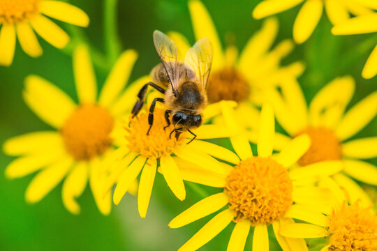 Biene auf Blume Honigbiene flottes Bienchen flei&szlig;ig Pollen sammeln Nektar Super Close Up Makro