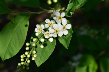 Beautiful branch of blooming cherry tree close-up
