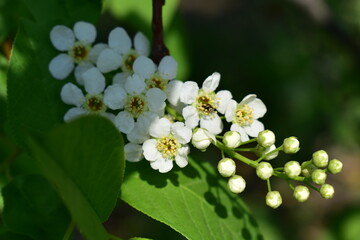 Beautiful branch of blooming cherry tree close-up