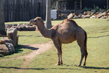 A camel standing alone in the middle of the park.