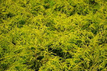 Filifera Aurea - フィリフェラオーレア