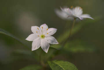 Blooming white forest flowers close-up. Soft focus.