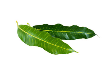 Fototapeta na wymiar Two mango leaves are stacked on top of each other isolated on white background.