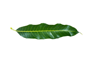 Fototapeta na wymiar Mango leaves isolated on white background.