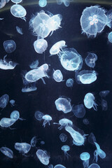 jellyfish © Natapong