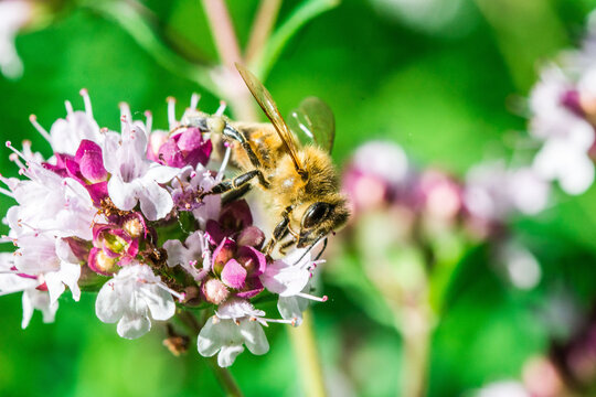 Biene auf Blume Honigbiene flottes Bienchen flei&szlig;ig Pollen sammeln Nektar Super Close Up Makro