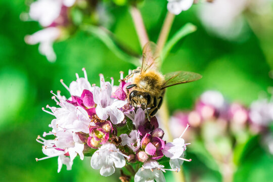 Biene auf Blume Honigbiene flottes Bienchen flei&szlig;ig Pollen sammeln Nektar Super Close Up Makro