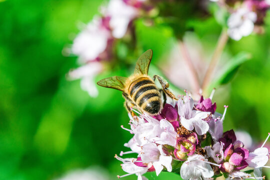 Biene auf Blume Honigbiene flottes Bienchen flei&szlig;ig Pollen sammeln Nektar Super Close Up Makro